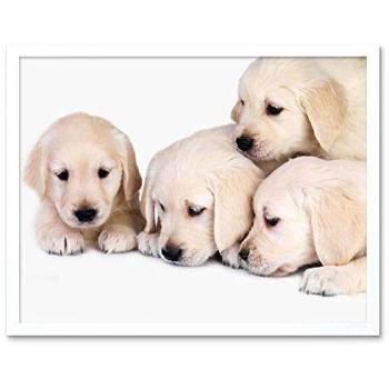 Petty Golden Retriever Image Decor 12×16