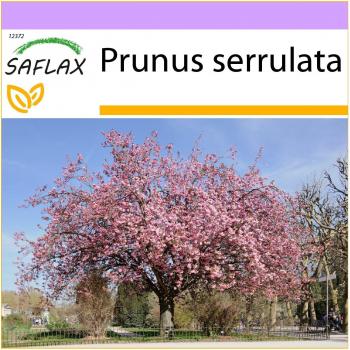 SAFLAX