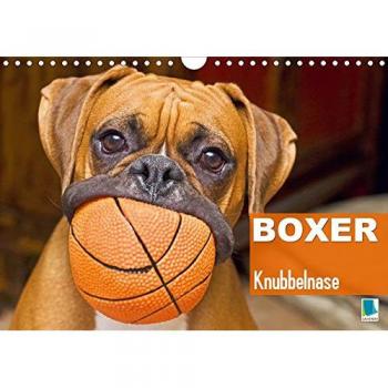Boxer: Kulleraugen und Knubbelnase