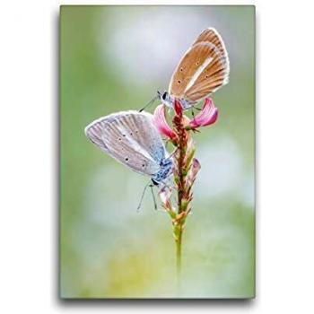 Calvendo Premium Canvas 30 × 45 cm – Weißdolch-Bläuling (Viennamakros)