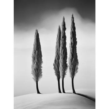 Fogged Cypress Ridge – Black and White Wall Art