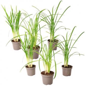 Ail des ours Tulbaghia 'Knobikraut'