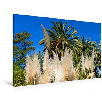CALVENDO Premium Textil-Leinwand 90 x 60 cm Quer-Format Pampasgras