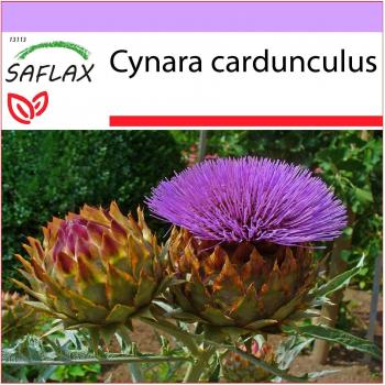Cynara cardunculus