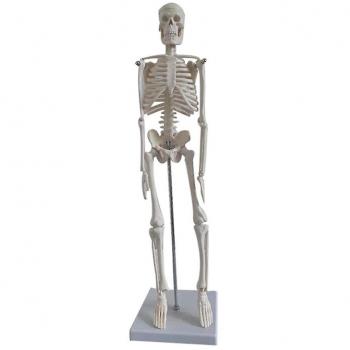 Modèle scientifique d'anatomie humaine