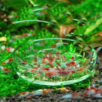 Aquarium Shrimp Breeding Feeding Supplies Dish