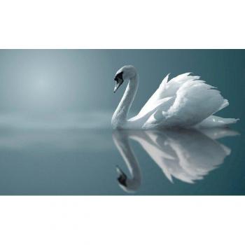 Schwan im Wasser – Papermoon Fototapete (Vlies, bunt)
