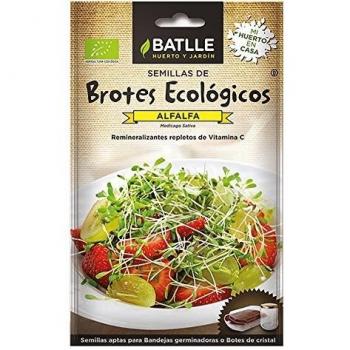 Semillas de alfalfa germinadas