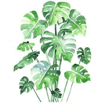 Plantas en Pared Viva