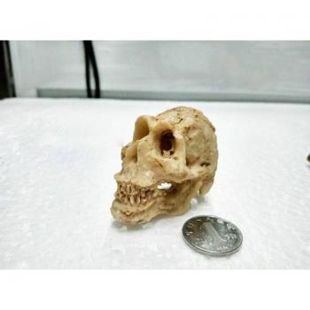 Reptile Cave Decoration Resin Rhino Skull