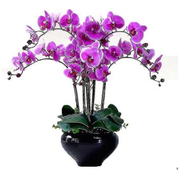 Graines de fleurs orchidées mélangées 200 pcs Unitoney, 22 espèces pour balcon, jardin en pot