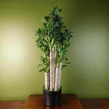 75cm Green Jade Artificial Plant
