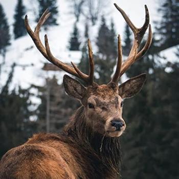 Peinture Imprimée HD Cerf Sur Verre 45 cm × 45 cm CEANOTHE