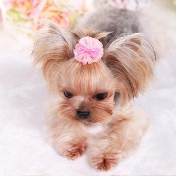 Organza Hair Accessories for Pets