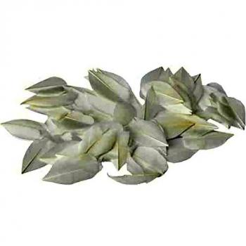 3 g de plumes lisses blanches