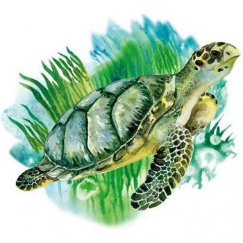 Autocollants PVC tortue pour intérieur