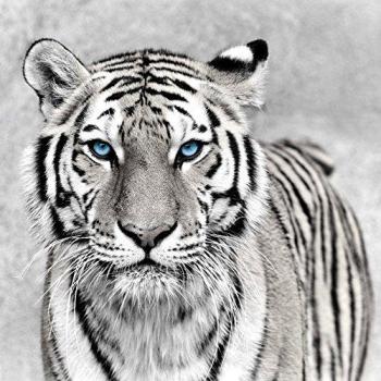 Peinture Imprimée Tigre Bleu 65x65 cm