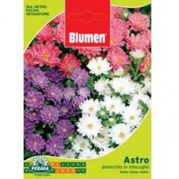 Blumen Semi di Astro Pinocchio