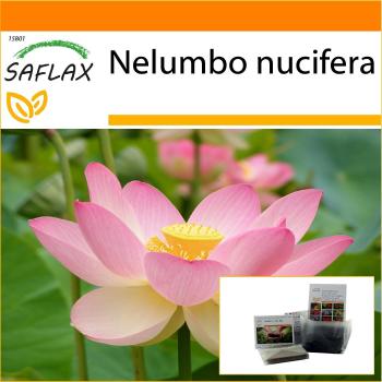 Saftiger Indischer Lotus – 8 Samen, Standbodenbeutel