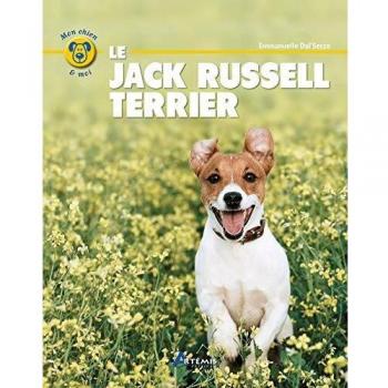 Le Jack Russell terrier