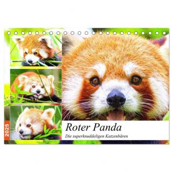 Roter Panda. Die superknuddeligen Katzenbären (Tischkalender 2025 DIN A5 quer) CALVENDO Monatskalender
