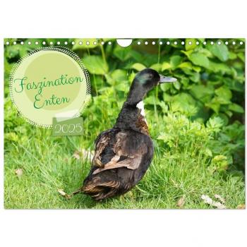 Faszination Enten (Wandkalender 2025 DIN A4 quer) CALVENDO Monatskalender