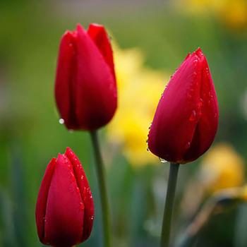 Graine de Tulipe Bonsaï
