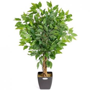 Lifelike Green Ficus Tree