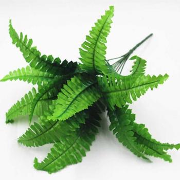 Persian Leaf Wall Plant