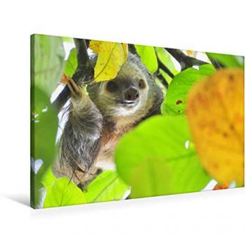 Textil-Leinwand 90 x 60 cm Huhu! Wo bin ich?