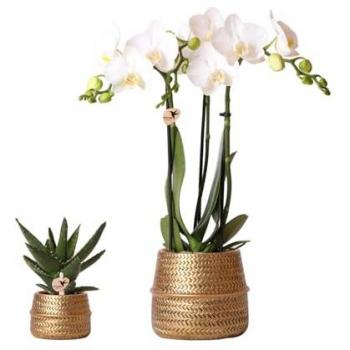 Orchidée Blanche et Succulent Crassula en Pot Doré