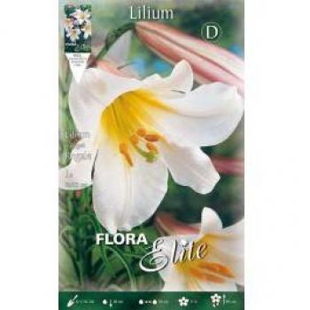 Lilium Trumpet Regale, Bulbo Singolo per Primavera