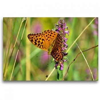 Premium Leinwand 75 × 50 cm Calvendo – Argynnis paphia, Querformat, Druck Sabine Löwer