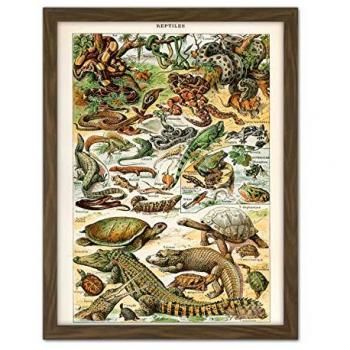 Large Scale Reptile Gallery Print – Snake & Tortoise Edition