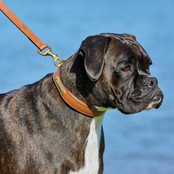 Leather Dog Collar with Padding