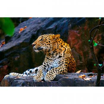 Papermoon Fototapete LEOPARD