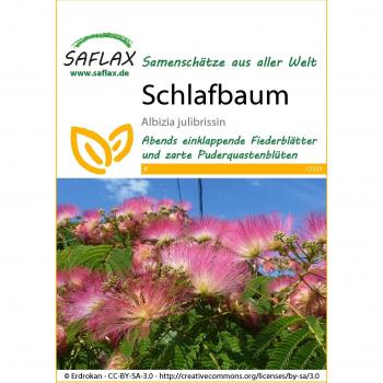 Pinc Acacia con 50 Semillas de Albizia Julibrissin – Saflax