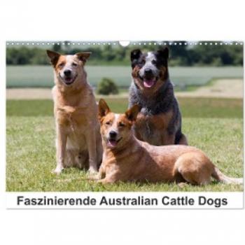 Faszinierende Australian Cattle Dogs (Wandkalender 2024 DIN A3 quer) CALVENDO Monatskalender