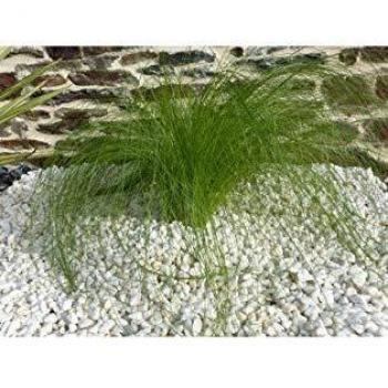 Kieselstein 10‑15 mm CLASSGARDEN Weiß Hochglanz – 10 M², 20x200 kg, 400 kg