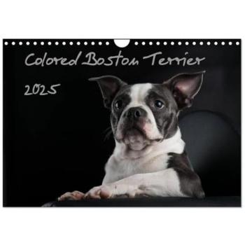 Colored Boston Terrier 2025 (Wandkalender 2025 DIN A4 quer) CALVENDO Monatskalender