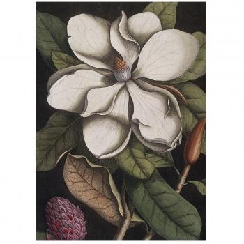 Biologica Floral Butterfly Dishcloths