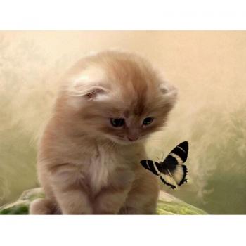 Home Decor Diamond Art: Cat Butterfly Edition – 20x30cm