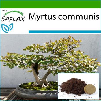 Mirto Vero Bonsai