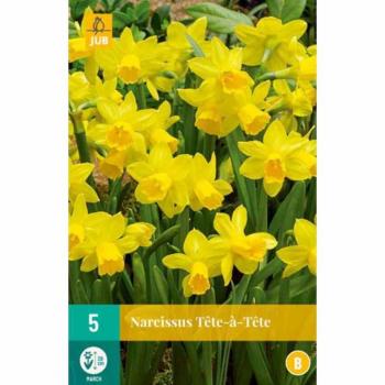 Narcisses en Tête-à-Tête