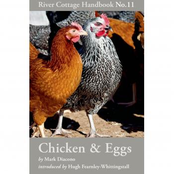 Chicken & Eggs