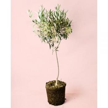 Olivo Compacto para Exterior