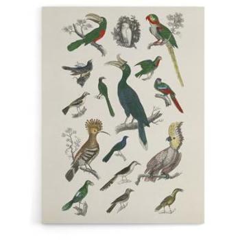 Artery8 Timeless Avian Portraits on Canvas – 24 by 32 inches, White Trim