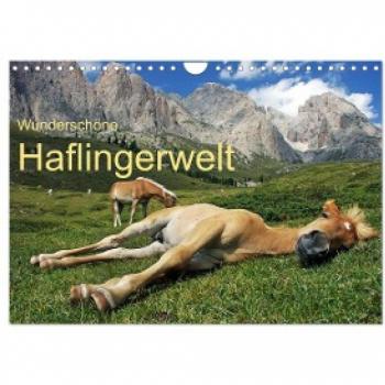 Wunderschöne Haflingerwelt (Wandkalender 2024 DIN A4 quer) CALVENDO Monatskalender