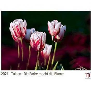 Tulpen