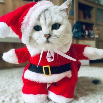 Kitten Santa Costume